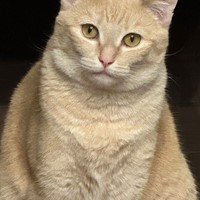 Lost Pet Image
