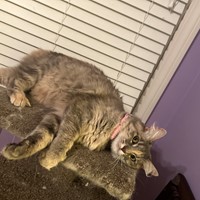 Lost Pet Image