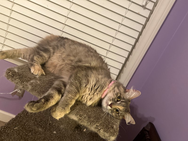 Pet Photo