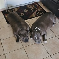 Lost Pet Image