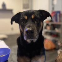 Lost Pet Image