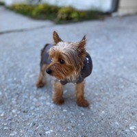 Lost Pet Image