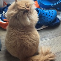 Lost Pet Image