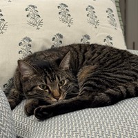 Lost Pet Image