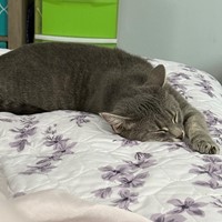 Lost Pet Image