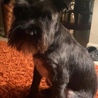 Lost Pet Image