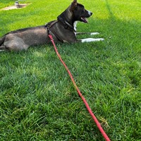 Lost Pet Image