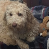 Lost Pet Image