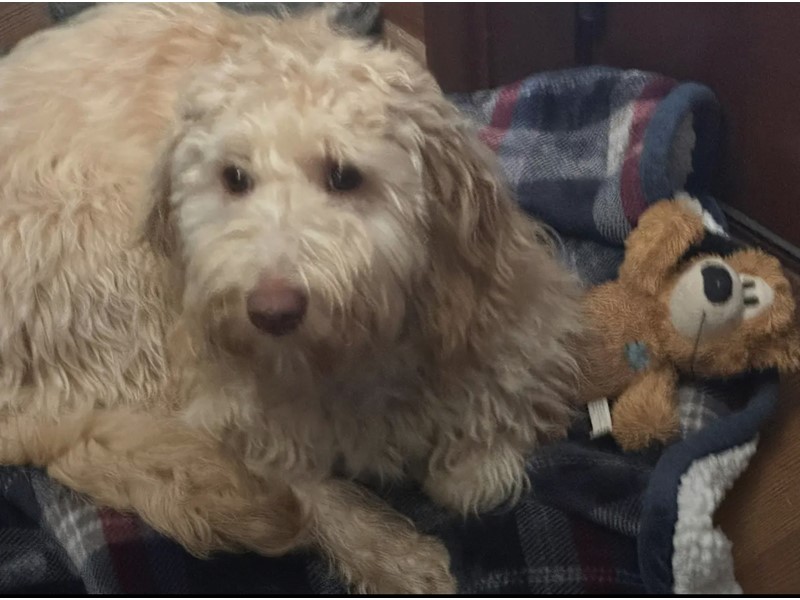 Pet Photo