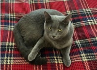 Lost Pet Image