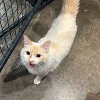 Lost Pet Image