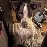 Lost Pet Image