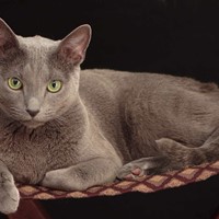 Lost Pet Image