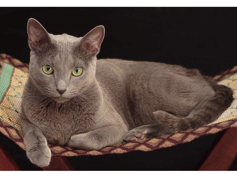 Pet Photo