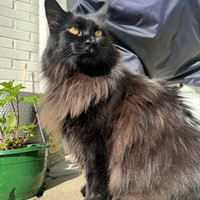 Lost Pet Image