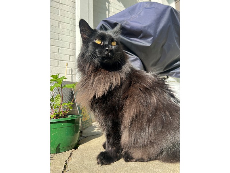 Pet Photo