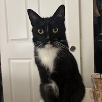 Lost Pet Image