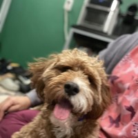 Lost Pet Image