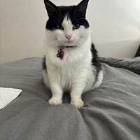 Lost Pet Image