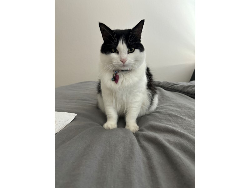 Pet Photo