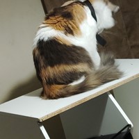 Lost Pet Image
