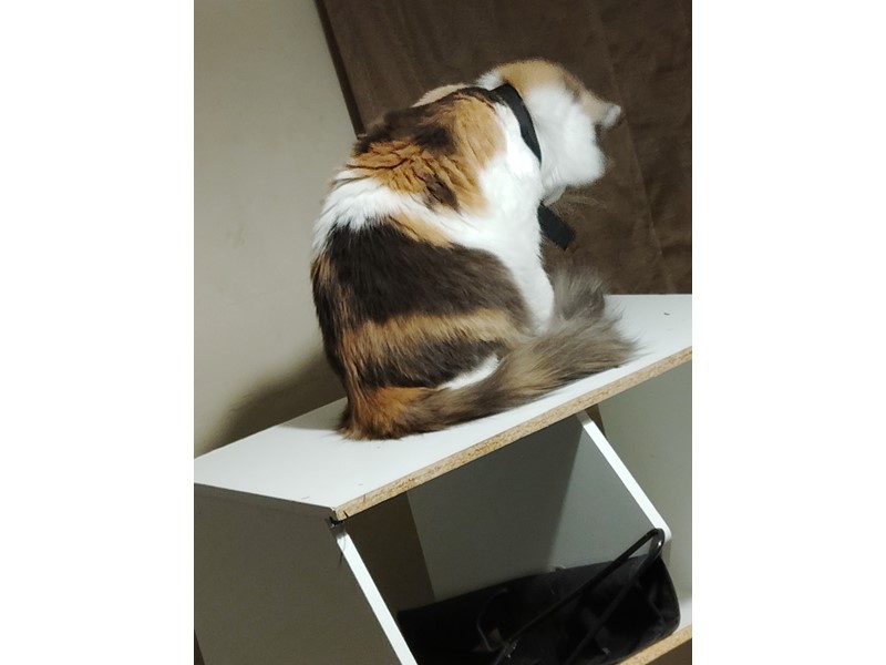 Pet Photo