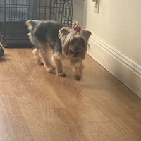 Lost Pet Image