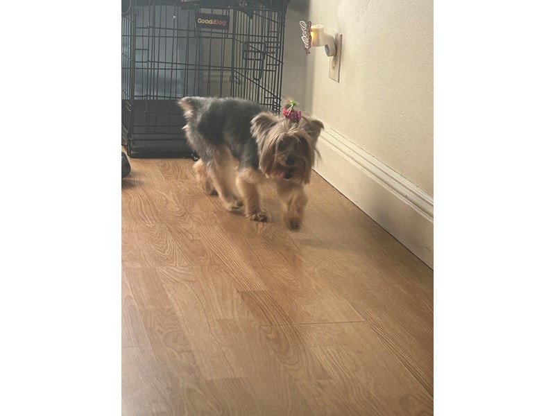 Pet Photo
