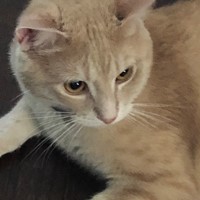 Lost Pet Image