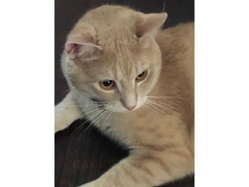 Pet Photo
