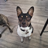 Lost Pet Image