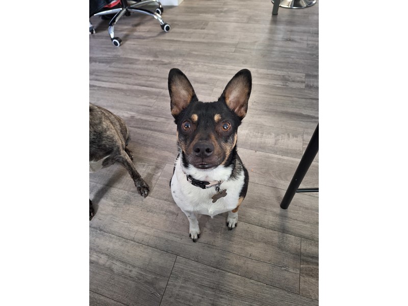 Pet Photo