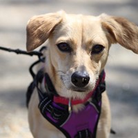 Lost Pet Image