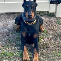 Lost Pet Image