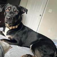 Lost Pet Image
