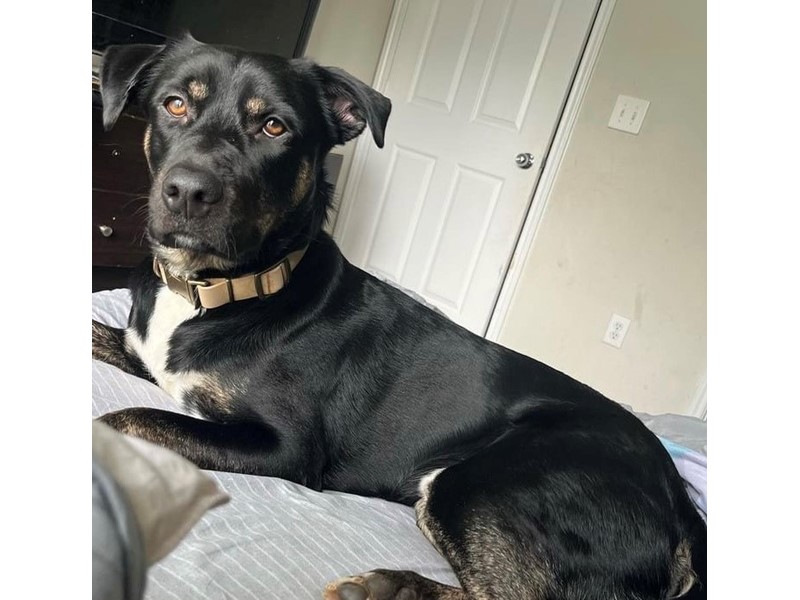 Pet Photo