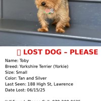 Lost Pet Image