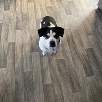 Lost Pet Image
