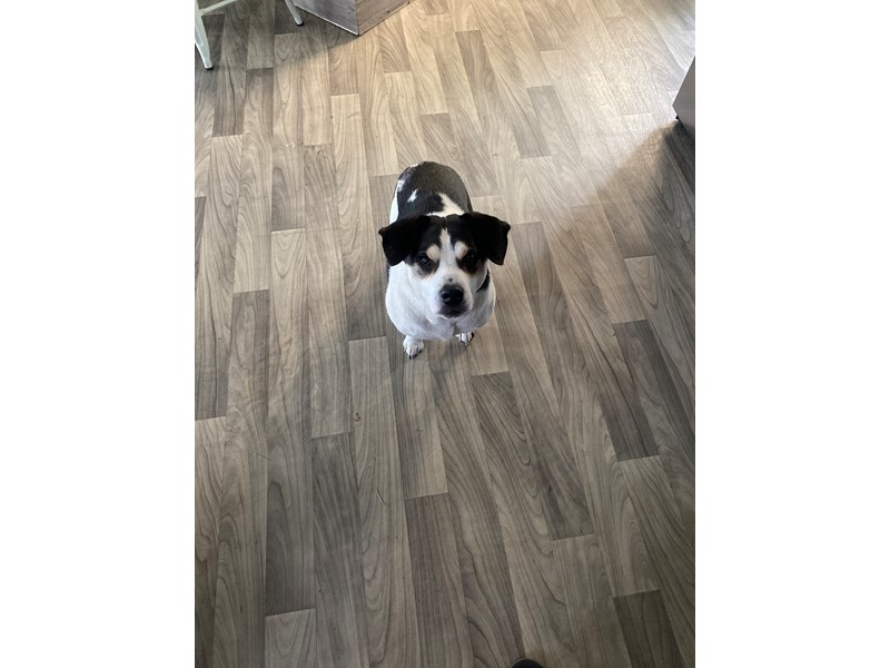Pet Photo