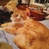 Lost Pet Image