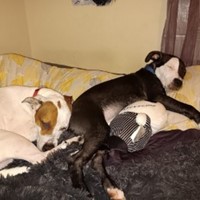 Lost Pet Image