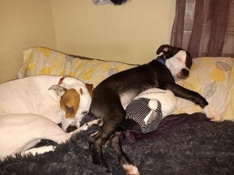 Pet Photo