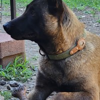 Lost Pet Image