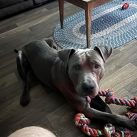 Lost Pet Image