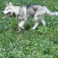 Lost Pet Image