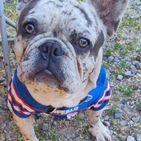 Lost Pet Image