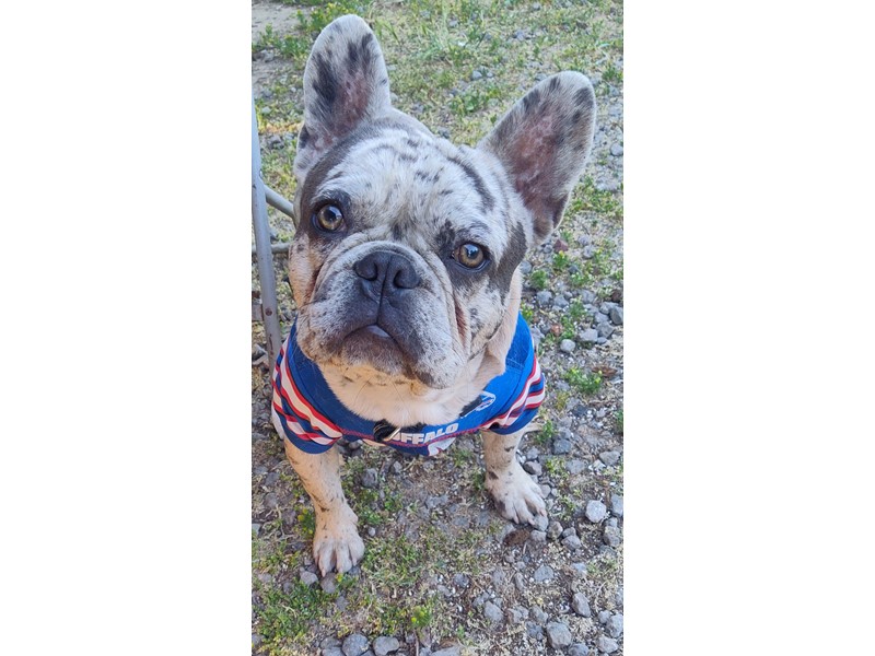Pet Photo