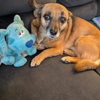 Lost Pet Image