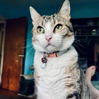Lost Pet Image