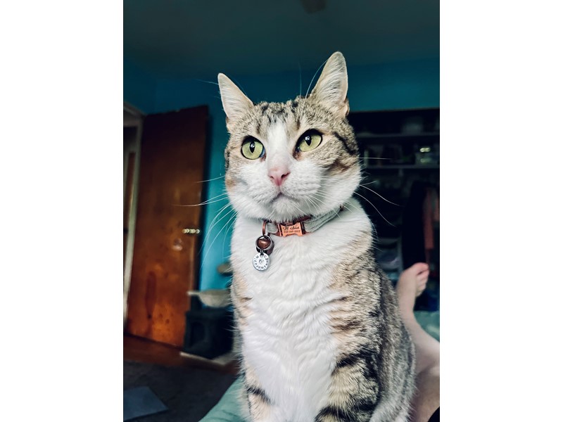 Pet Photo